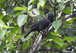 Lycocorax pyrrhopterus obiensis Bernstein 1865的圖片