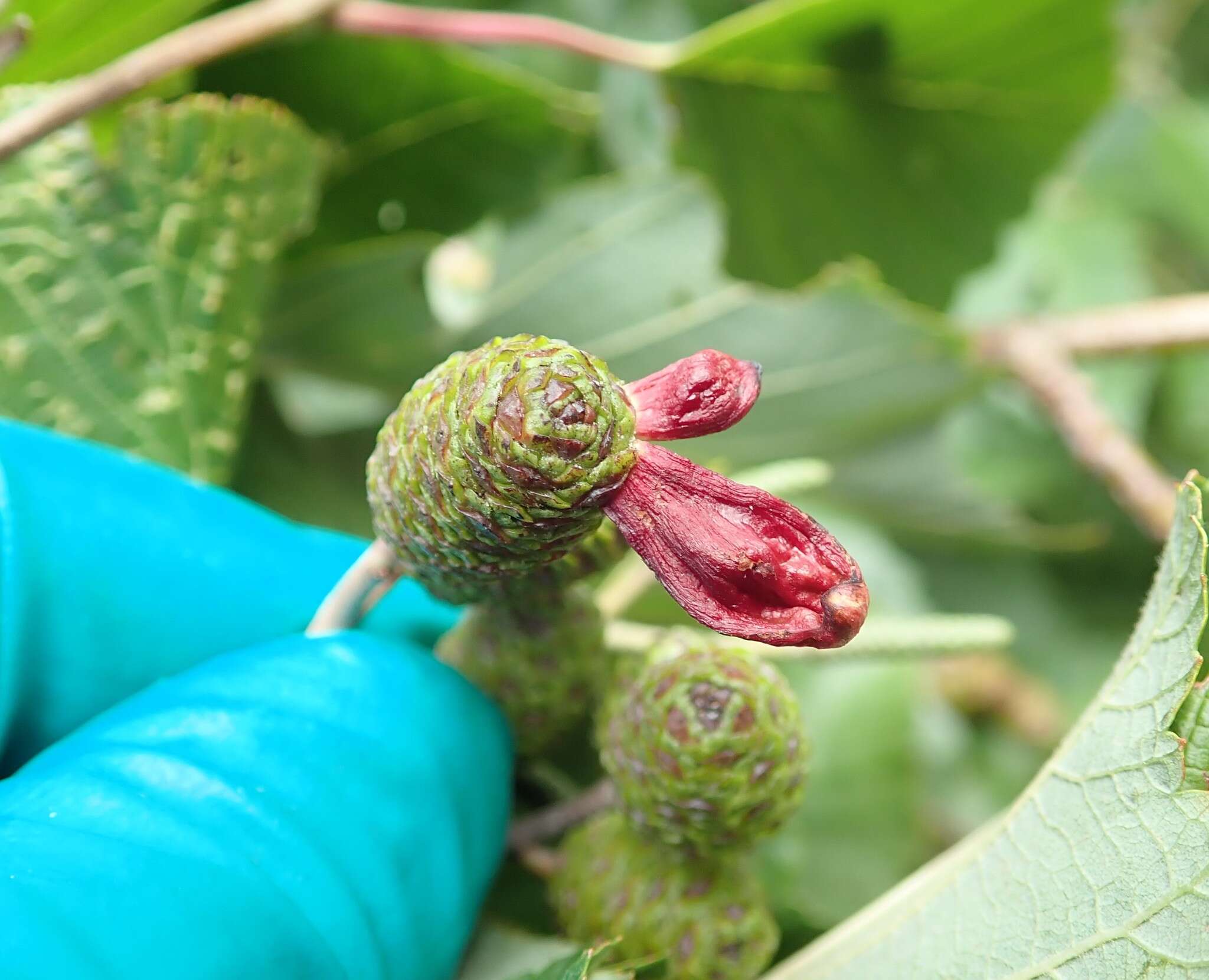 Image of Alder Tongue Gall