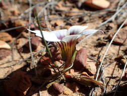 Image of Romulea hallii M. P. de Vos