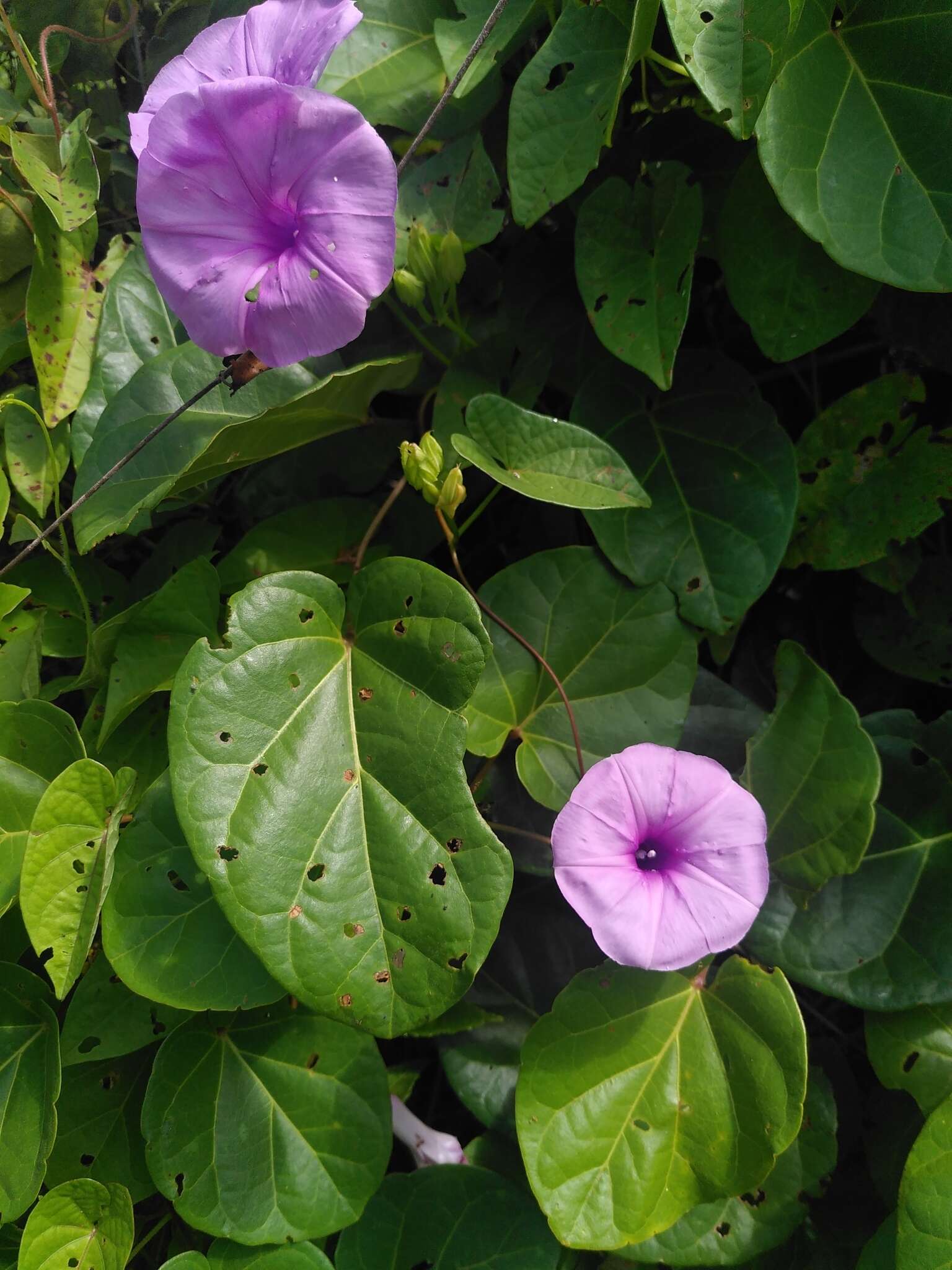 Plancia ëd Ipomoea batatoides Choisy