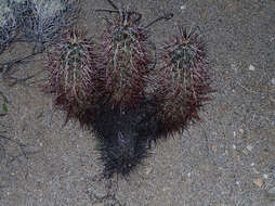 Image of Engelmann's hedgehog cactus