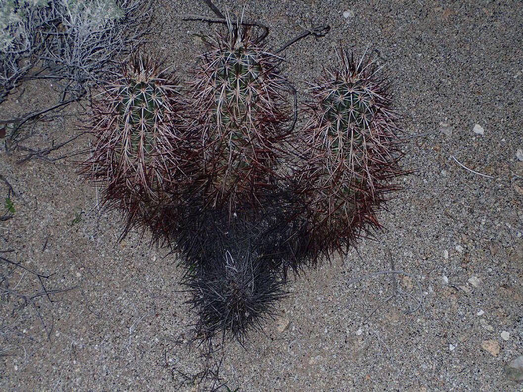 Image of Engelmann's hedgehog cactus