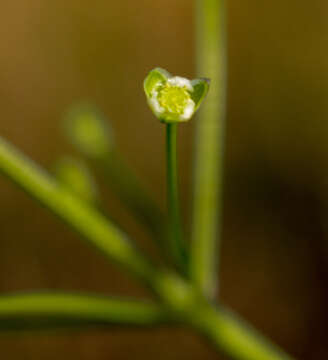 Image of American water plantain