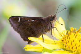 Image of Clouded Skipper