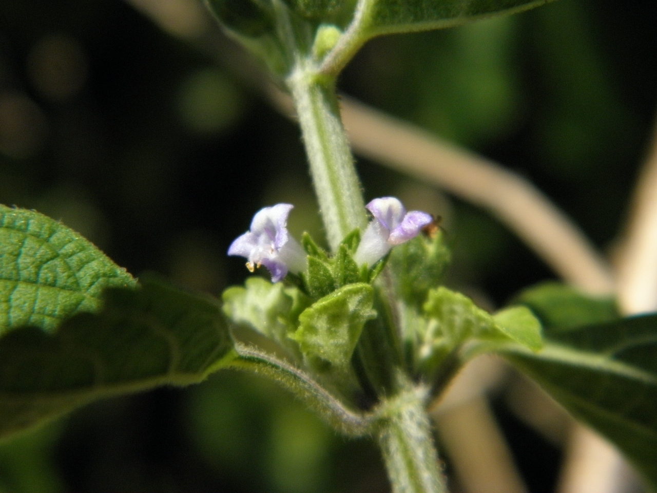 Hyptis mutabilis (rights holder: Sharpj99)