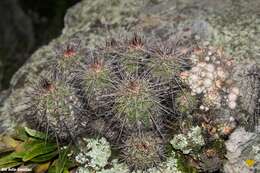 Image de Echinocereus acifer (Otto ex Salm-Dyck) Lem.