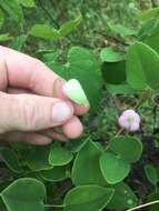 Imagem de Clematis versicolor Small