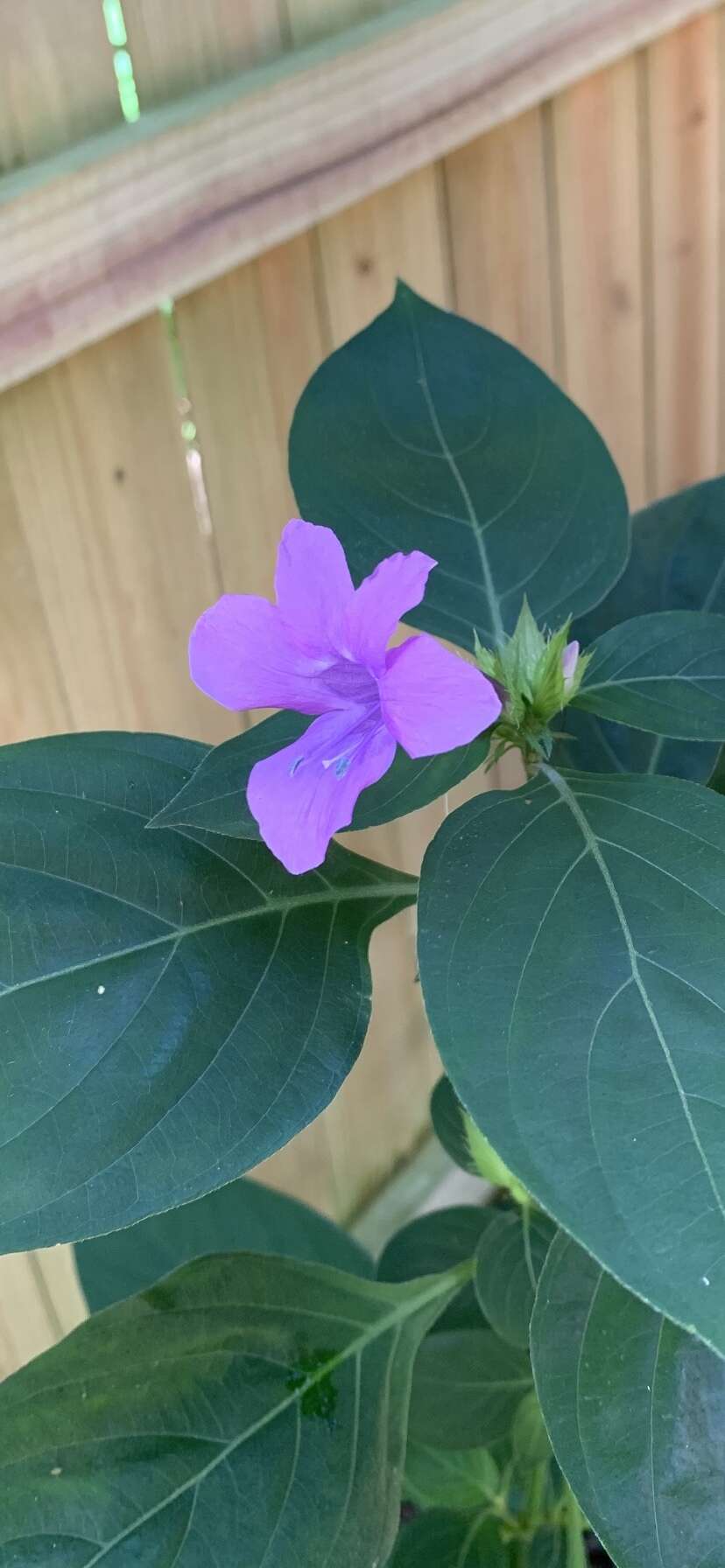 Image de Barleria cristata L.