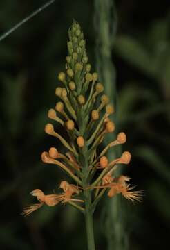 Sivun Platanthera chapmanii (Small) Luer kuva