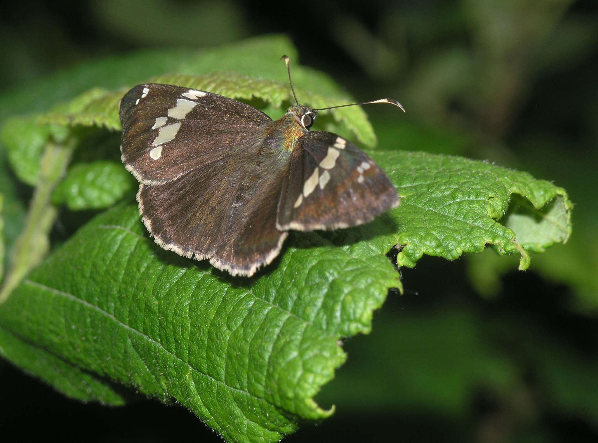 Слика од Lobocla bifasciatus Bremer & Grey 1853