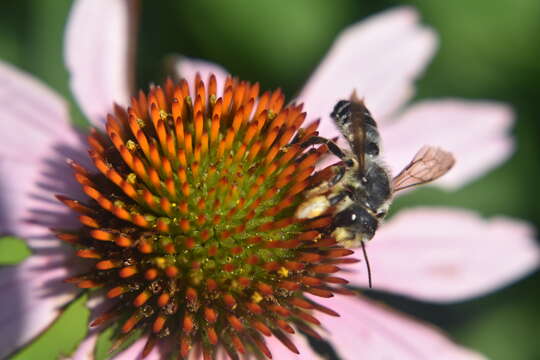 Image of Pugnacious Leaf-cutter Bee