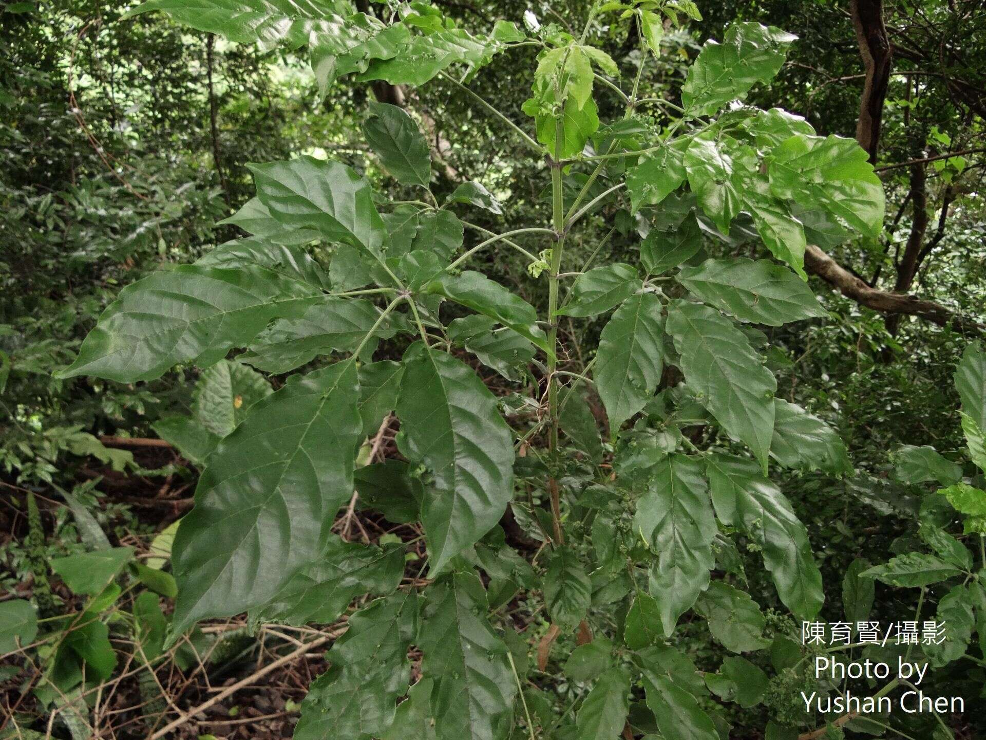 Image of Vitex quinata (Lour.) F. N. Williams