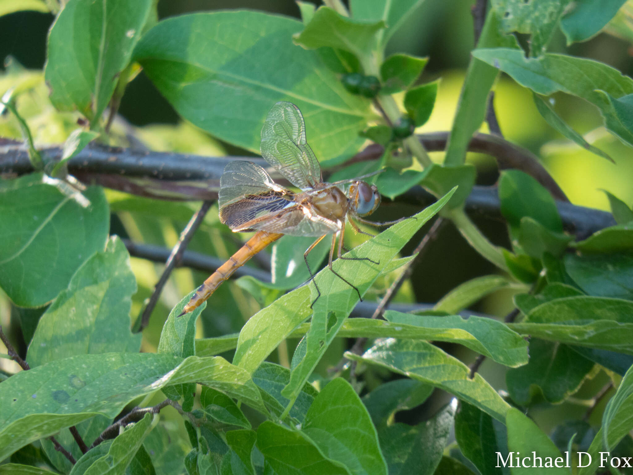 Image of Red Saddlebags