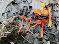 Image of Hygrocybe minutula (Peck) Murrill 1916