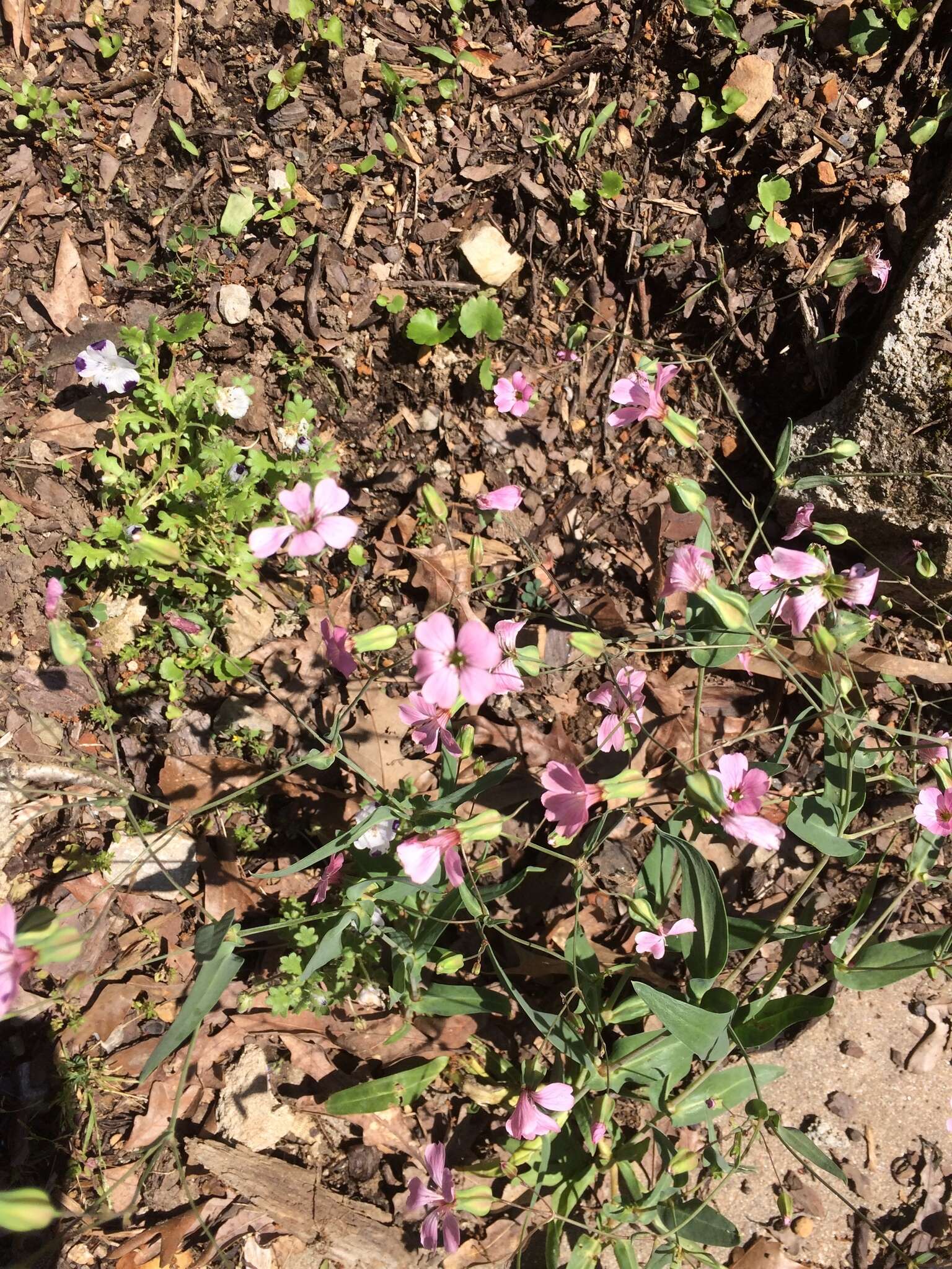 Image of soapwort