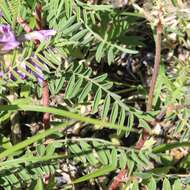 Imagem de Astragalus crassicarpus Nutt.