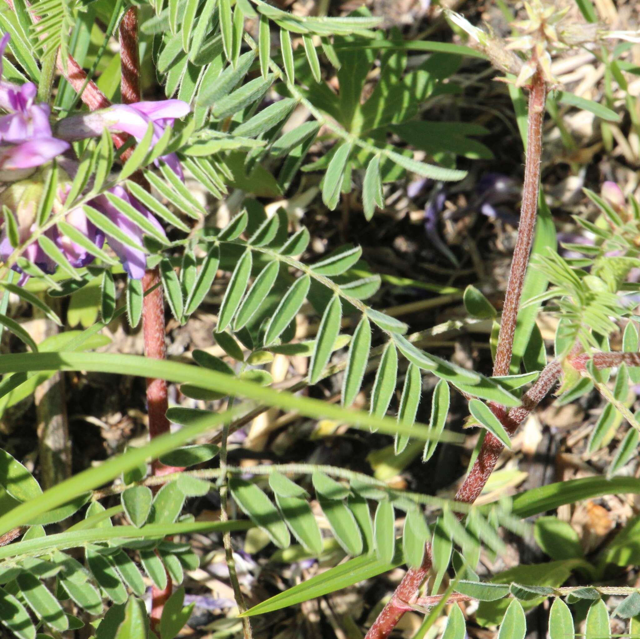 Sivun Astragalus crassicarpus Nutt. kuva