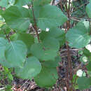 Image of Texas snowbells