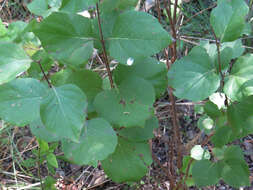 Image of Texas snowbells