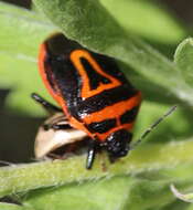 Image of Two-spotted Stink Bug