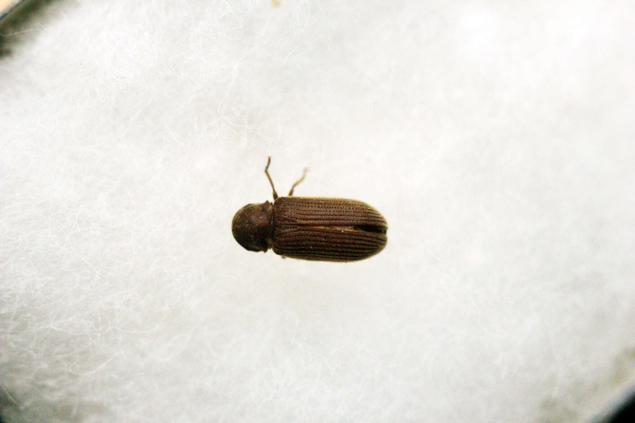 Image of Anobiid beetle