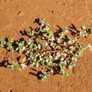 Image of <i>Ptilotus murrayi</i>