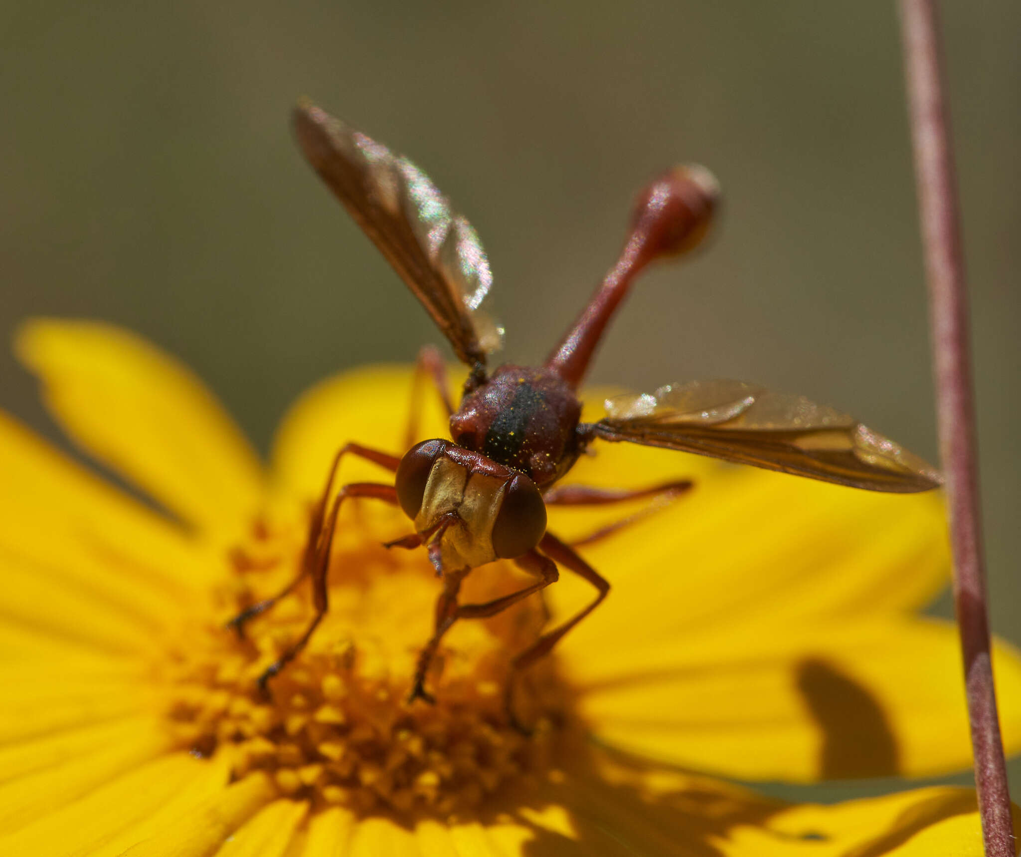 صورة Physocephala burgessi (Williston 1882)