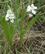 Imagem de Hyacinthella leucophaea (K. Koch) Schur