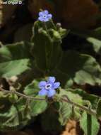 Plancia ëd Brunnera orientalis (Schenk) I. M. Johnst.