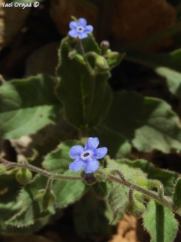 Image of Brunnera orientalis (Schenk) I. M. Johnst.