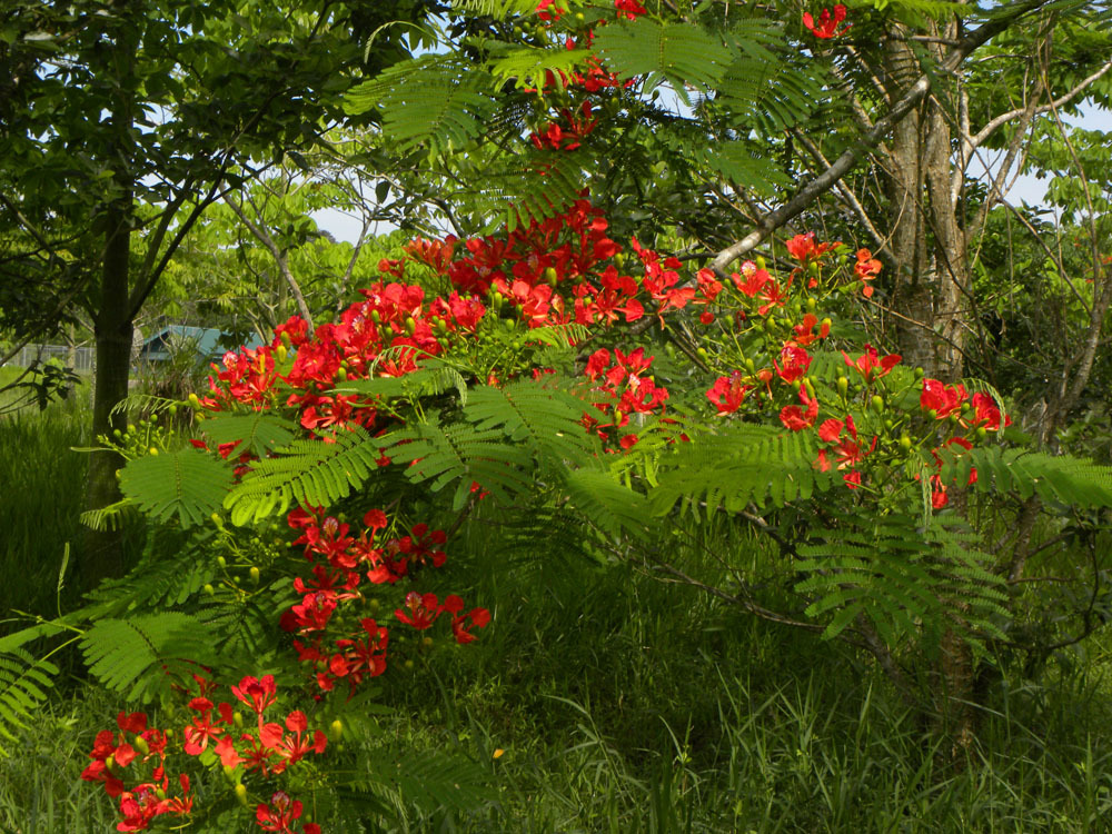 Delonix regia (rights holder: Reinaldo Aguilar)