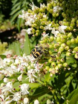 Image of Bee beetle