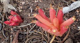 Image of Hyobanche glabrata Hiern