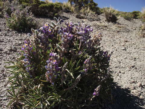 Слика од Lupinus tarapacensis C. P. Sm.