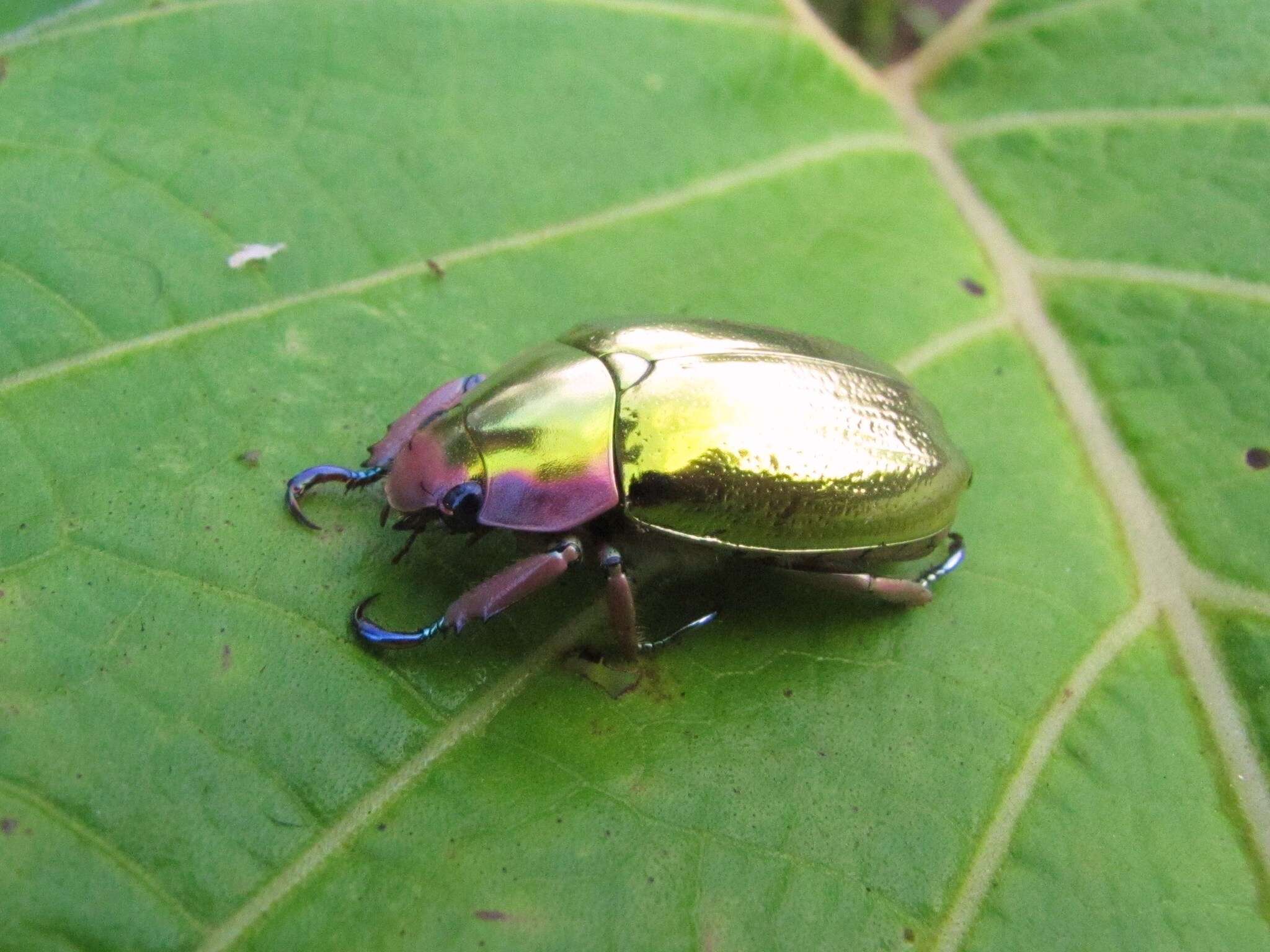 Image of Chrysina aurigans (Rothschild & Jordan 1894)