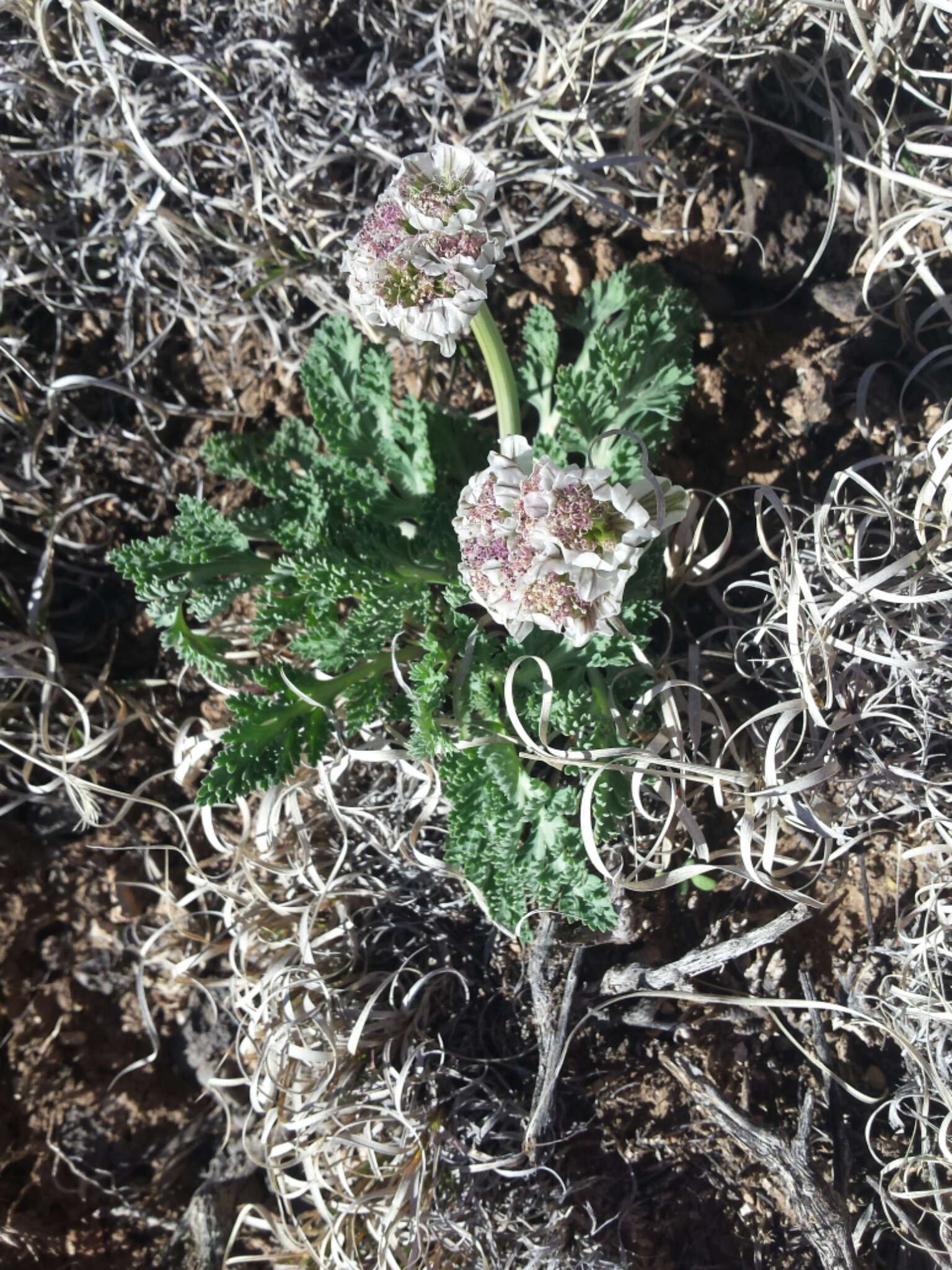 Image of widewing springparsley