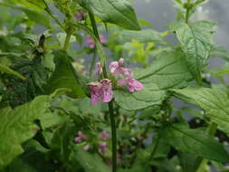 Image of Stachys ambigua Sm.