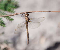 Image of Austrocordulia Tillyard 1909