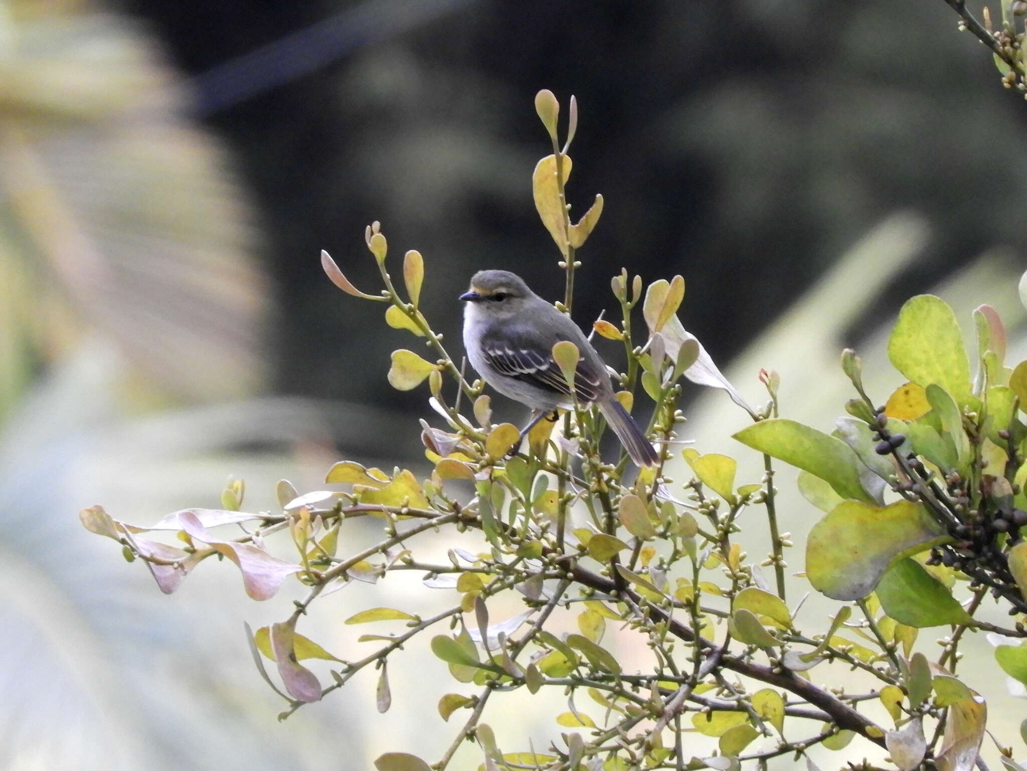 Image of Golden-faced Tyrannulet