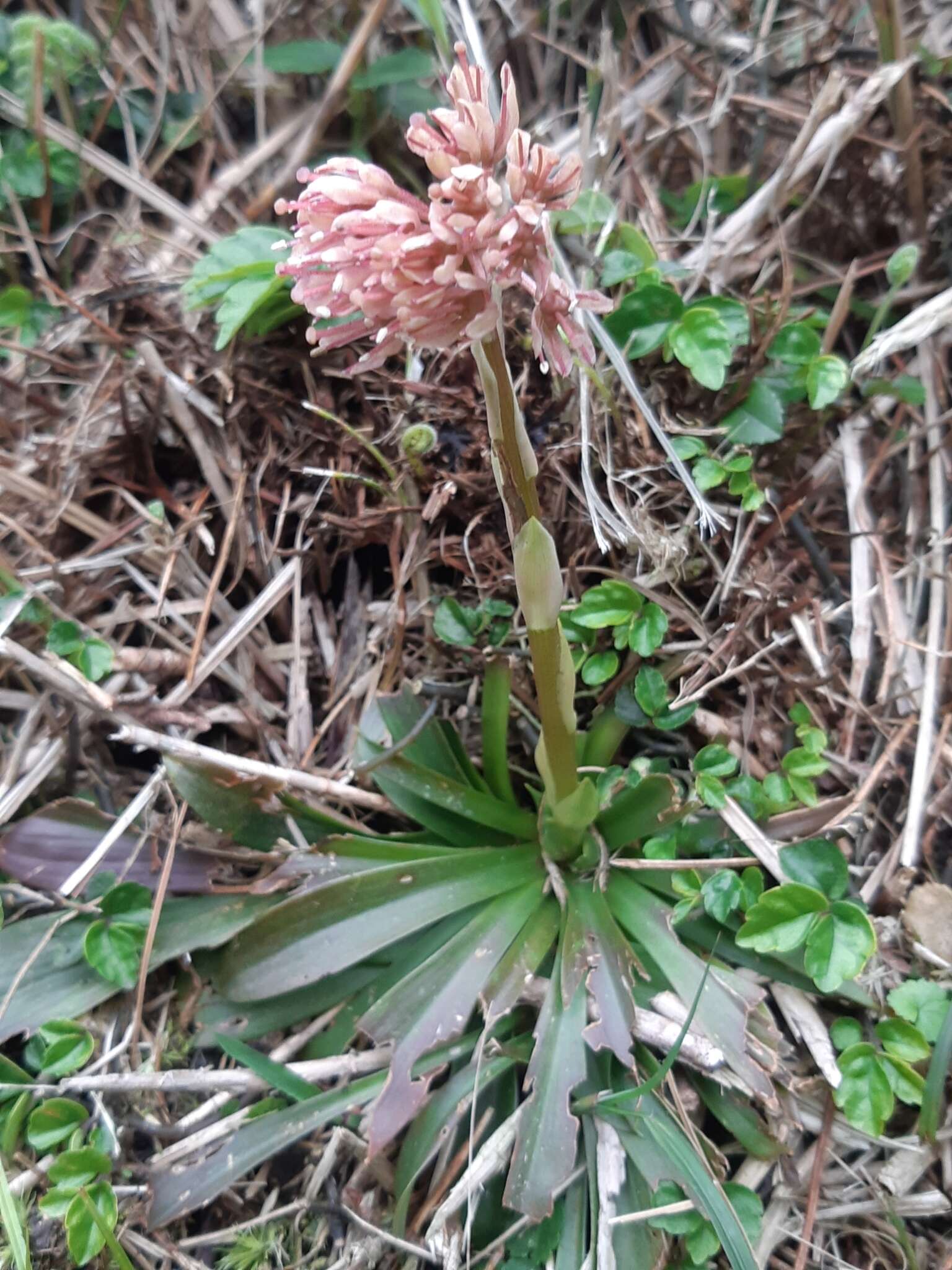 Image of Heloniopsis umbellata Baker