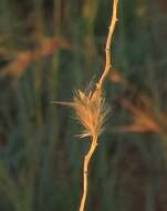 Image of wool grass