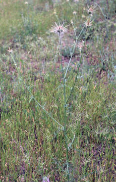 Image of Centaurea reflexa Lam.