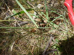 Image of Common Blown Grass