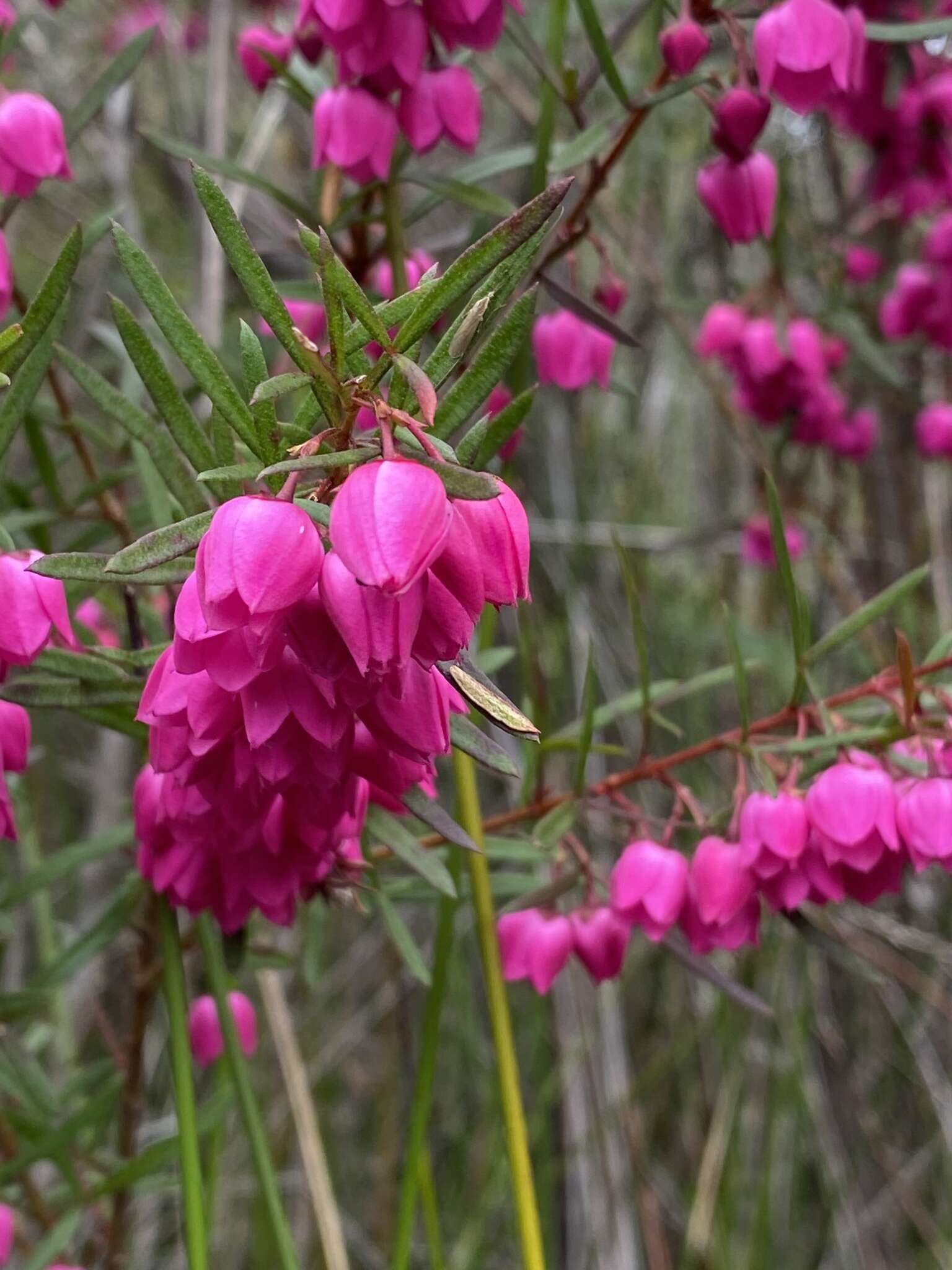 Image of Kalgan Boronia