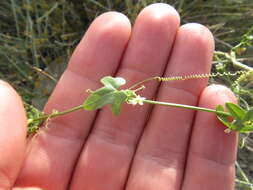 Image of desert starvine