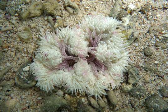 Image of Adhesive sea anemone