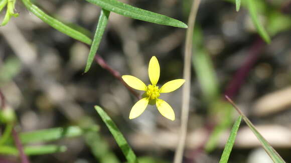 Pectis glaucescens (Cass.) D. J. Keil resmi