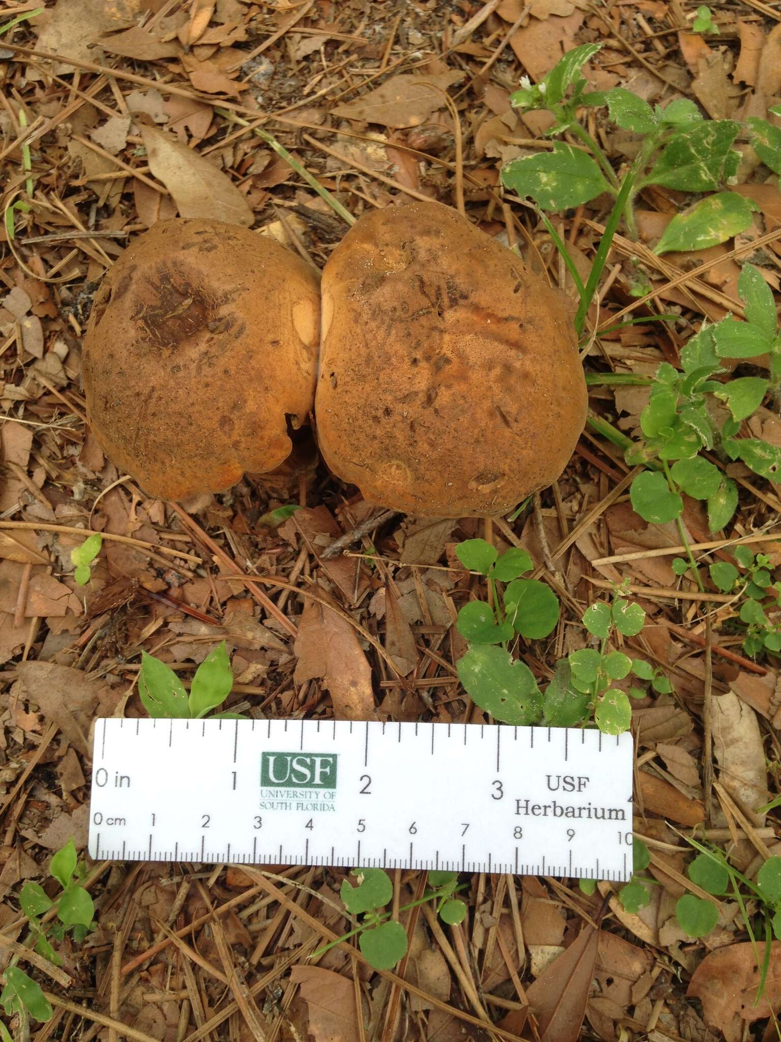 Image of Tylopilus tabacinus (Peck) Singer 1944