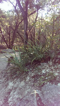 Image of Texas yucca