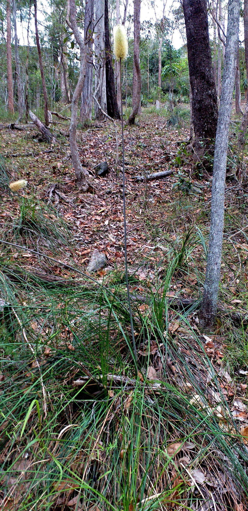 Image of Xanthorrhoea macronema F. Muell. ex Benth.